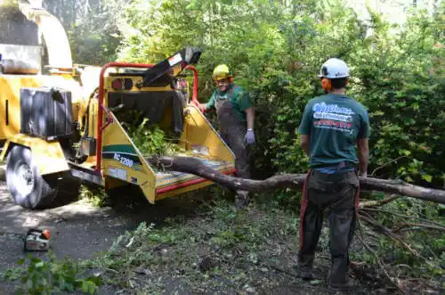 tree services Groveland